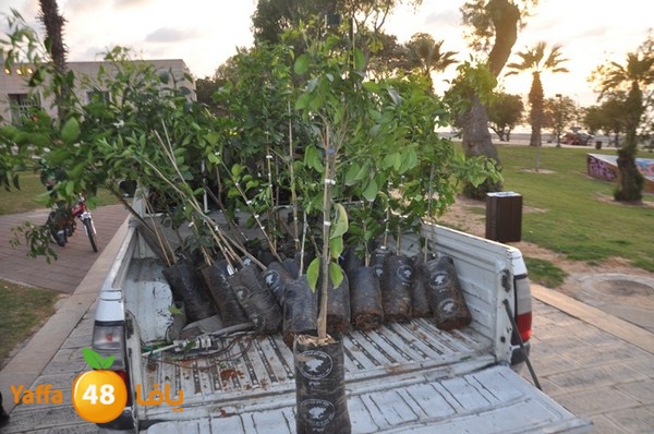 trees yaffa jamhairea (27).JPG